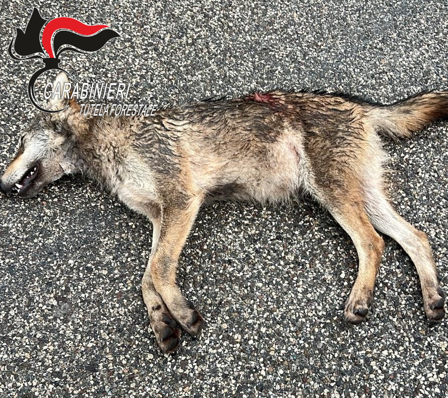 Lupo trovato morto a Rastignano, non è stato bracconaggio