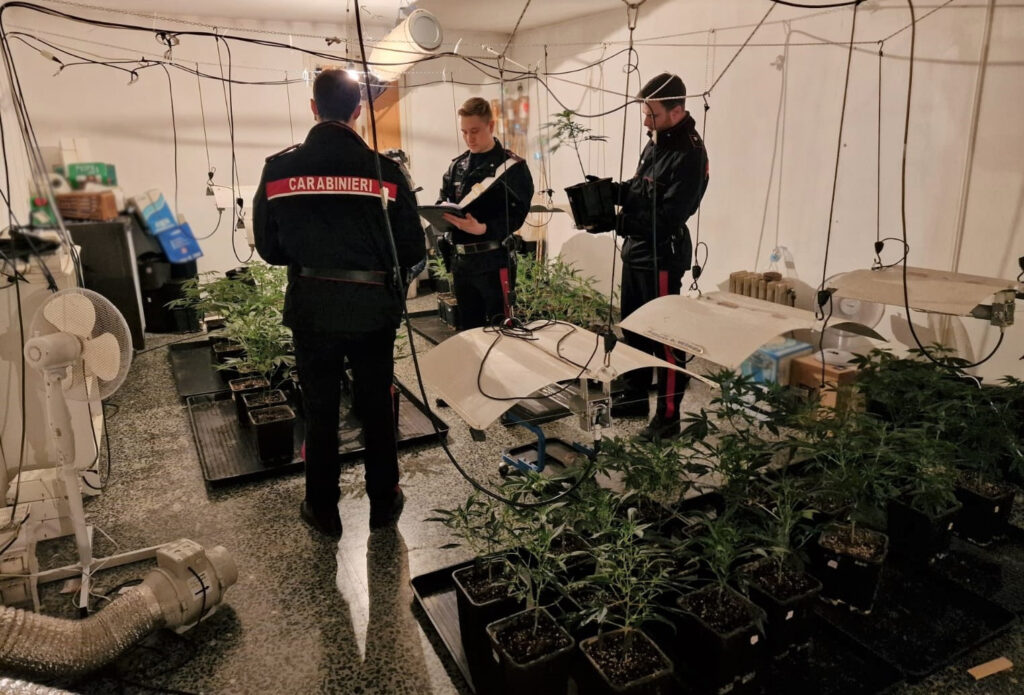 In casa nasconde una serra con oltre 150 piante di marijuana: arrestato