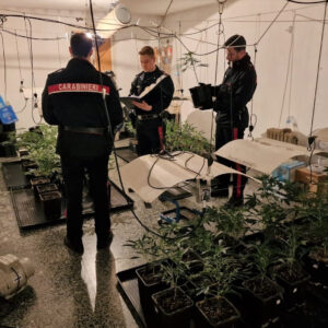 In casa nasconde una serra con oltre 150 piante di marijuana: arrestato