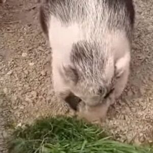 Abbandona maialina per strada, denunciato