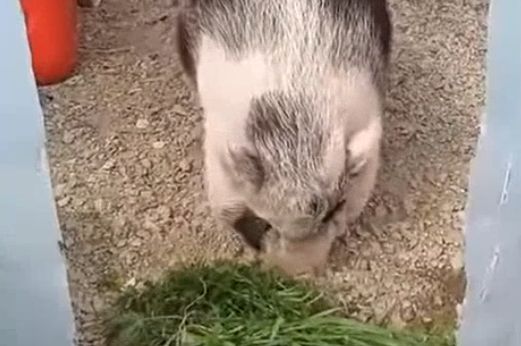 Abbandona maialina per strada, denunciato