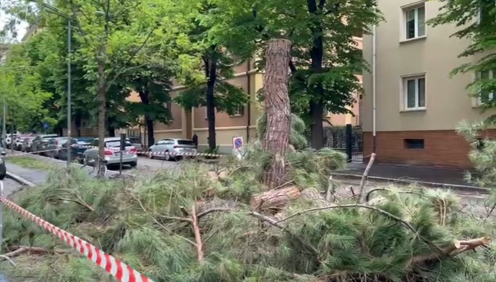 Il Comune abbatte i pini di viale Oriani, nonostante la diffida di cittadini e associazioni