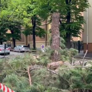 Il Comune abbatte i pini di viale Oriani, nonostante la diffida di cittadini e associazioni