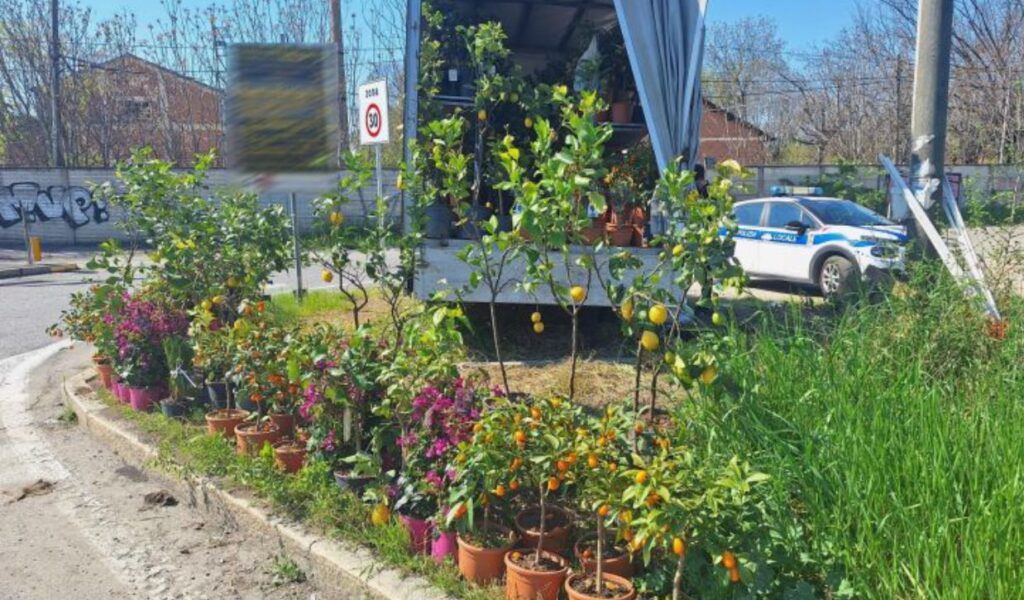 Piante sequestrate a un venditore abusivo e donate all’Istituto Agrario Serpieri