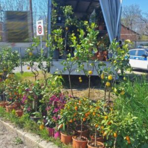 Piante sequestrate a un venditore abusivo e donate all’Istituto Agrario Serpieri