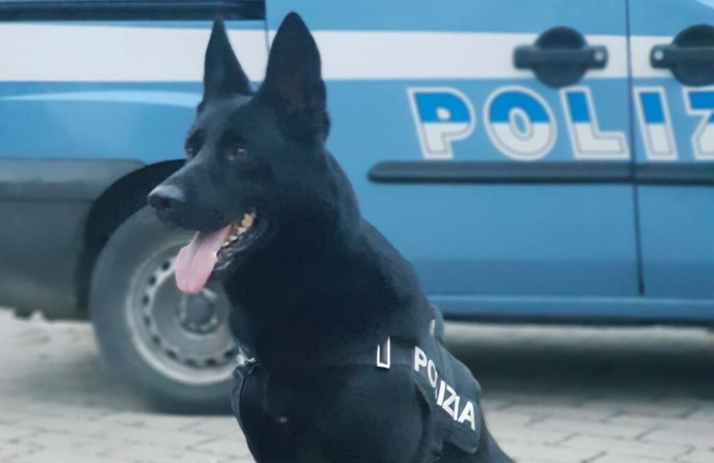 Addio a Jago, poliziotto a 4 zampe della Questura di Bologna