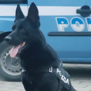Addio a Jago, poliziotto a 4 zampe della Questura di Bologna