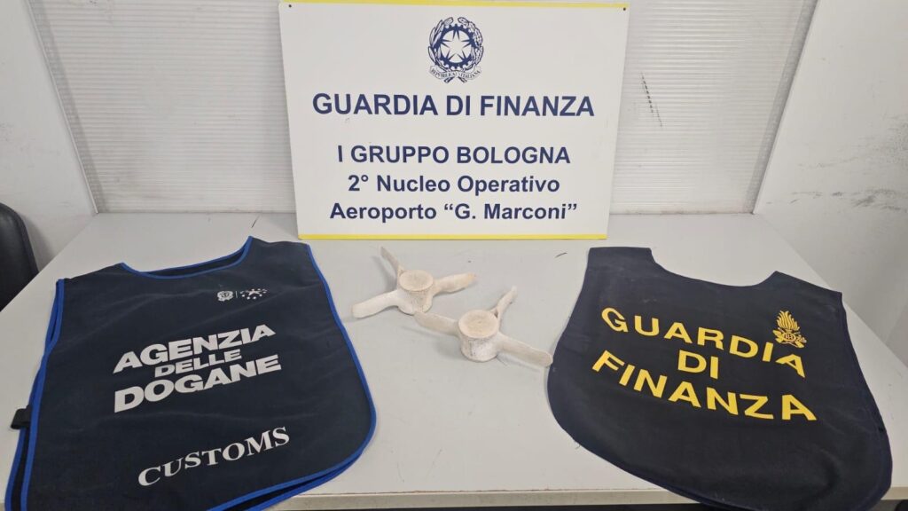 Importa in Italia vertebre di delfino, sequestro e maximulta