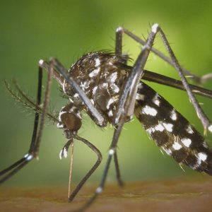 Un caso di Chikungunya accertato e uno in valutazione a Bentivoglio