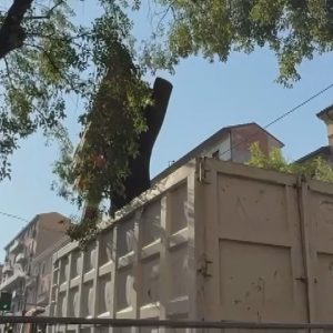 A Bologna i Verdi si ribellano a Lepore e a Bonelli