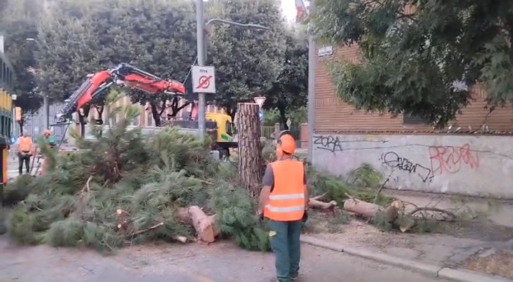 Il Comune ha tagliato anche il secondo pino in via Don Minzoni