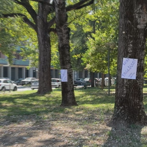Taglio alberi parco Casalone, il Comune: “Notizia destituita di ogni fondamento”