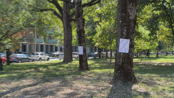 Taglio alberi parco Casalone, il Comune: “Notizia destituita di ogni fondamento”
