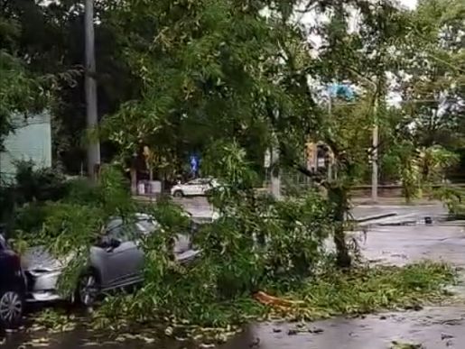 Maltempo: crolla un albero anche in via Andrea Costa