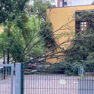 Albero crolla per il maltempo al Parco 11 Settembre