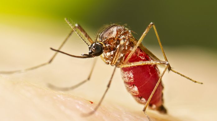 Chikungunya, un caso a Bentivoglio