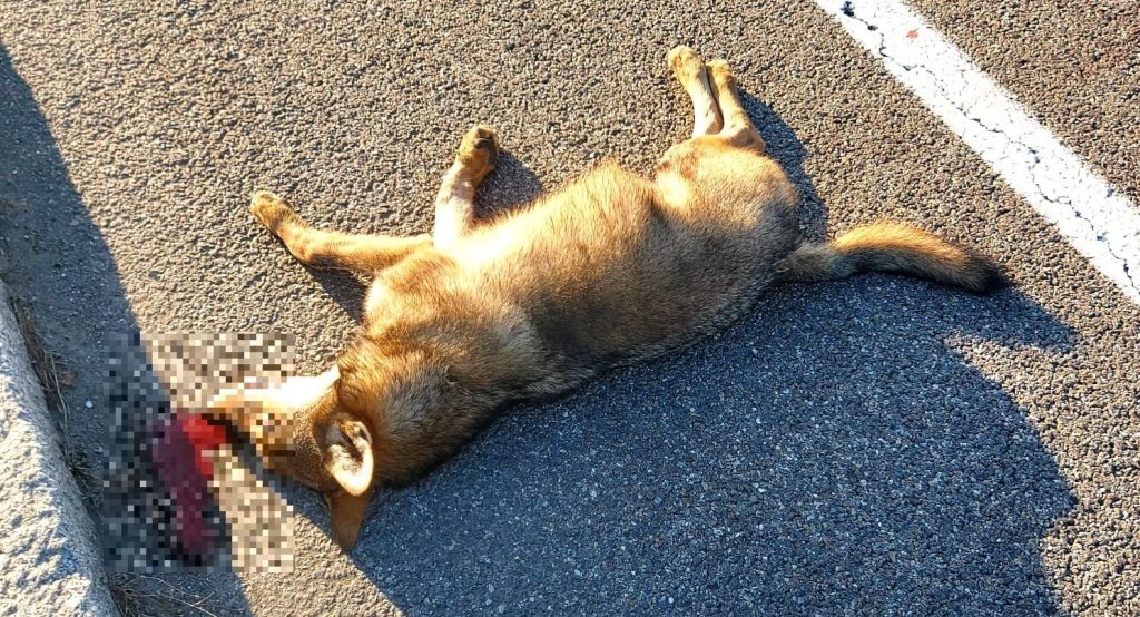 Lupo investito da un’auto fra Bologna e Castenaso
