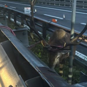 Cervo intrappolato fra i guard-rail lungo l’Autostrada A1: salvato dalla polizia stradale