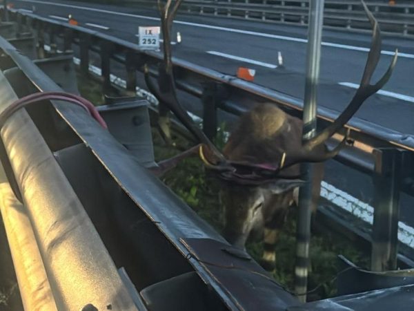 Cervo intrappolato fra i guard-rail lungo l’Autostrada A1: salvato dalla polizia stradale