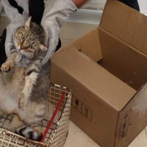 Gatto investito da un’auto a Castel Guelfo, la Polizia Locale lo salva