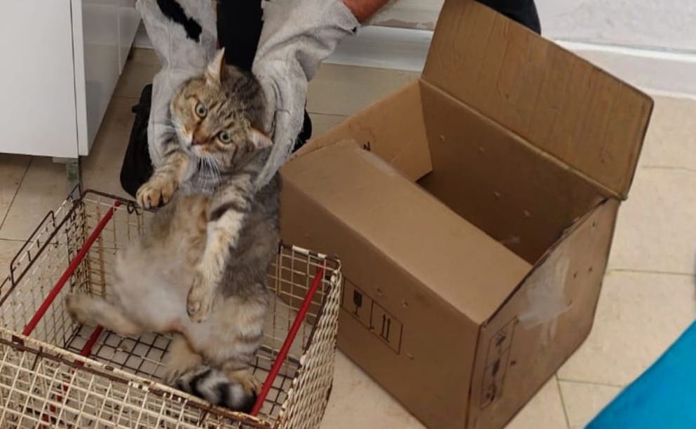 Gatto investito da un’auto a Castel Guelfo, la Polizia Locale lo salva