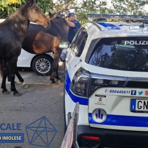 Cavalli in fuga alla gara ‘Tre Monti’, la Polizia Locale sventa il pericolo di incidenti