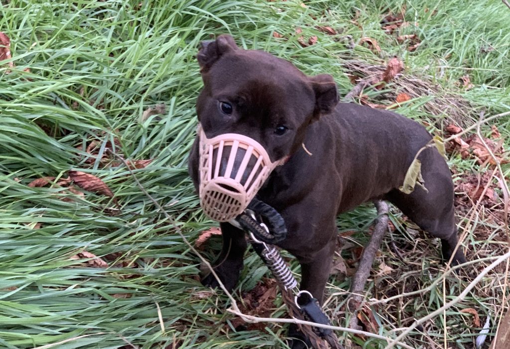 Pitbull abbandonato e legato in Montagnola, salvato dalla Polizia Locale