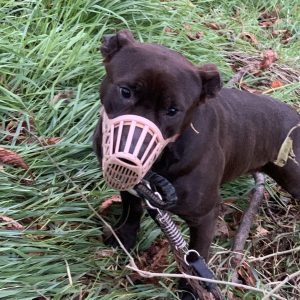 Pitbull abbandonato e legato in Montagnola, salvato dalla Polizia Locale