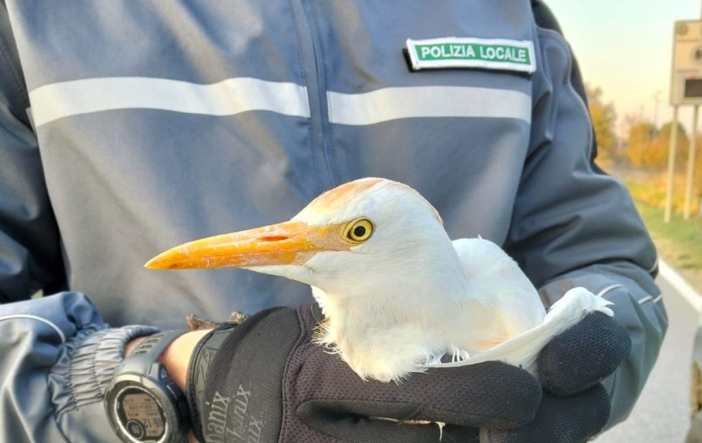 Airone con un’ala spezzata salvato dalla Polizia Locale a Castel San Pietro