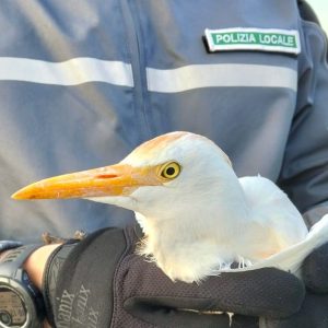 Airone con un’ala spezzata salvato dalla Polizia Locale a Castel San Pietro