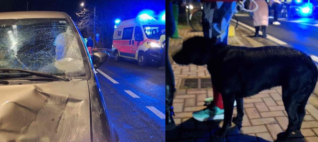 Pedone investito e ucciso mentre porta a spasso il cane