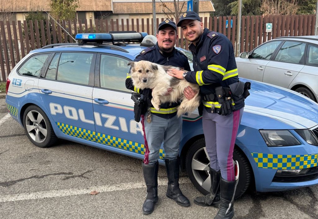 Il cane Leon salvato dalla Polstrada di Bologna mentre vagava pericolosamente in Autosole