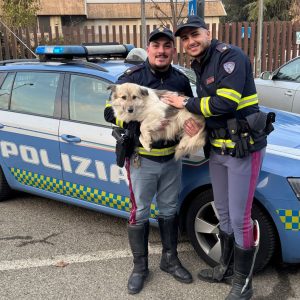 Il cane Leon salvato dalla Polstrada di Bologna mentre vagava pericolosamente in Autosole