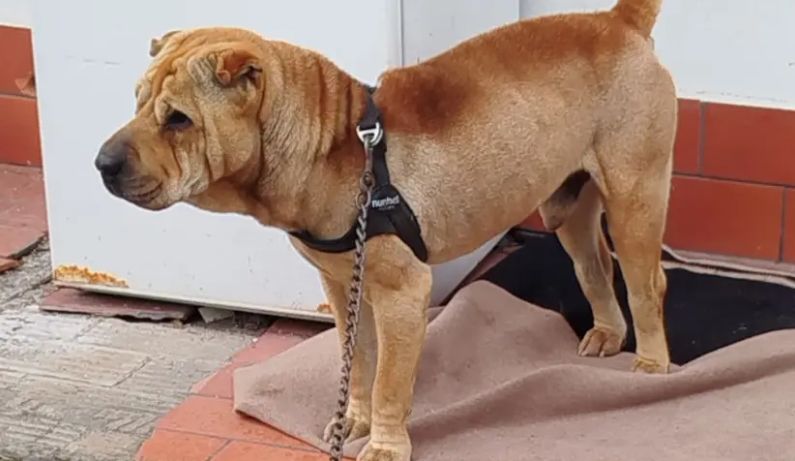 Cane maltrattato a Persiceto, salvato dalle guardie zoofile di Oipa