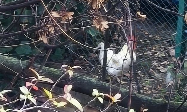 Il gallo di via Aglebert è stato portato in salvo dalla Lipu