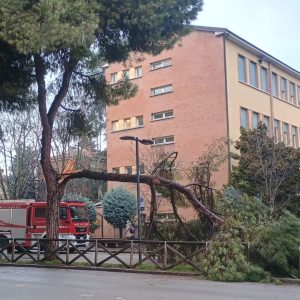 San Lazzaro: ramo di un albero si spezza davanti a una scuola, nessun ferito