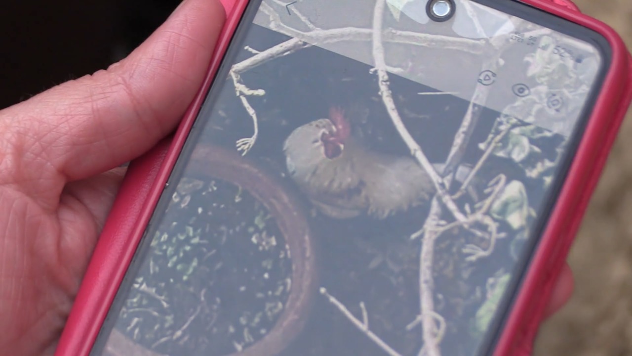 Il mistero del gallo canterino: cittadini esasperati in zona Andrea Costa