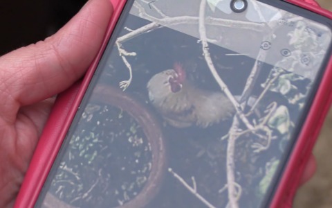 Il mistero del gallo canterino: cittadini esasperati in zona Andrea Costa