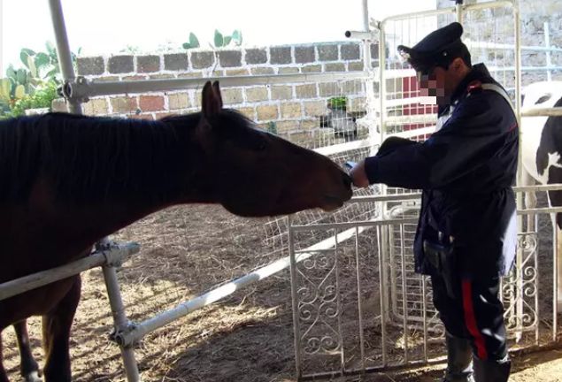 Cavallo ‘dopato’ con bicarbonato, allenatore a processo a Bologna