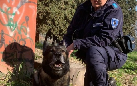 Il cane Grey scova 33 dosi di cocaina nel parco Lunetta Mariotti