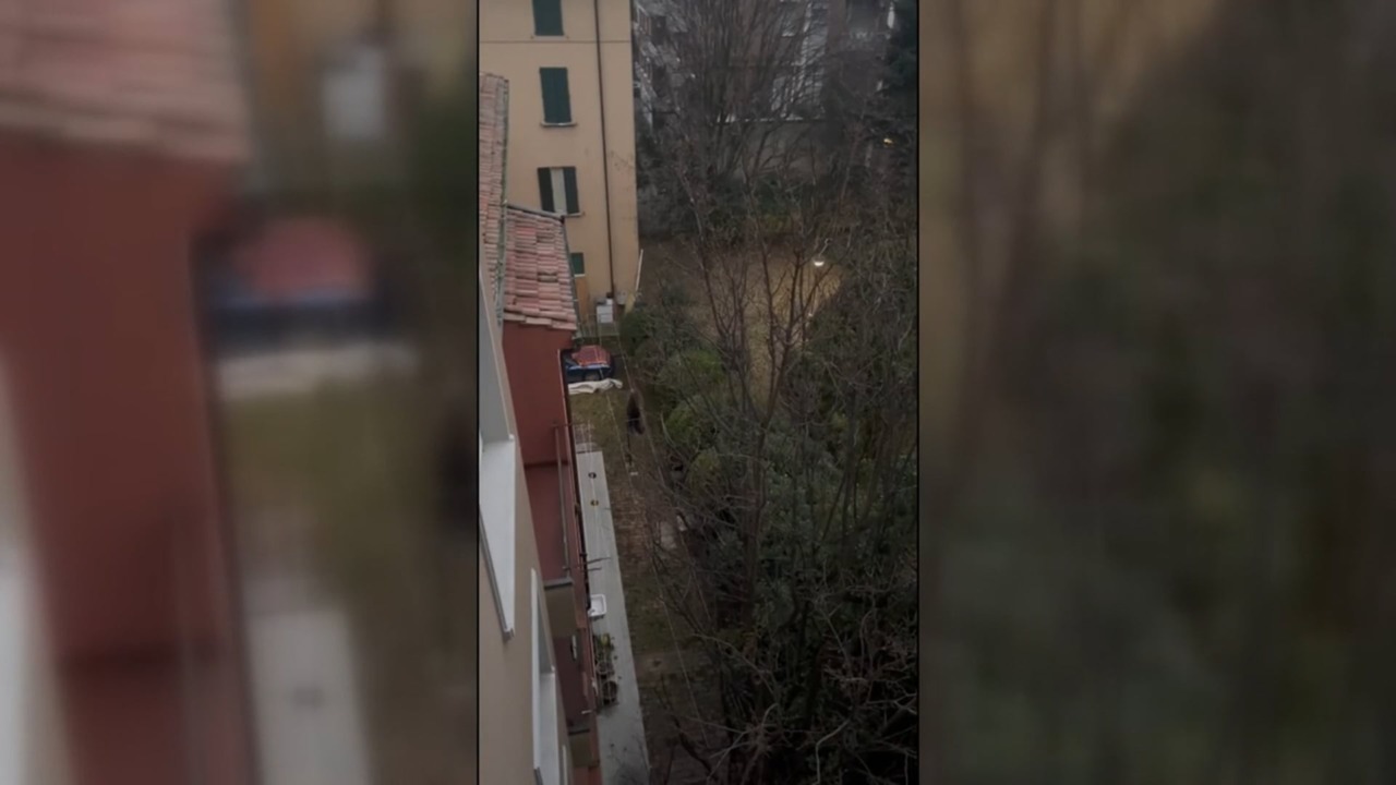 Là dove osano…i galli canterini