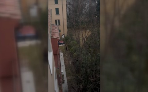 Là dove osano…i galli canterini