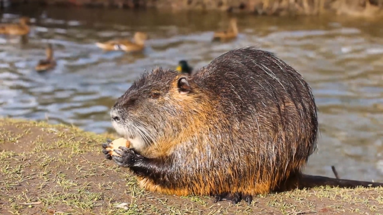 Nutrie, ambientalisti contro l’ordinanza del Comune di Bologna