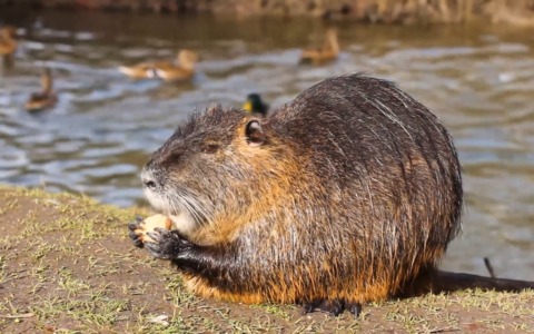 Nutrie, ambientalisti contro l’ordinanza del Comune di Bologna