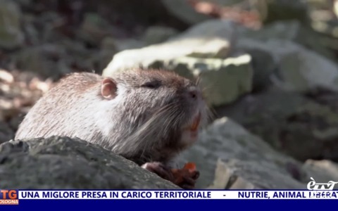 èTG – Edizione Giorno 22/03/2026