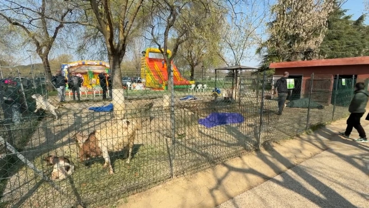 Parco delle Caprette a San Lazzaro di Savena: uccisi quattro animali. “E’ stato un attacco di lupi”