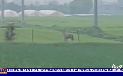 èTG – Edizione Sera 04/04/2026