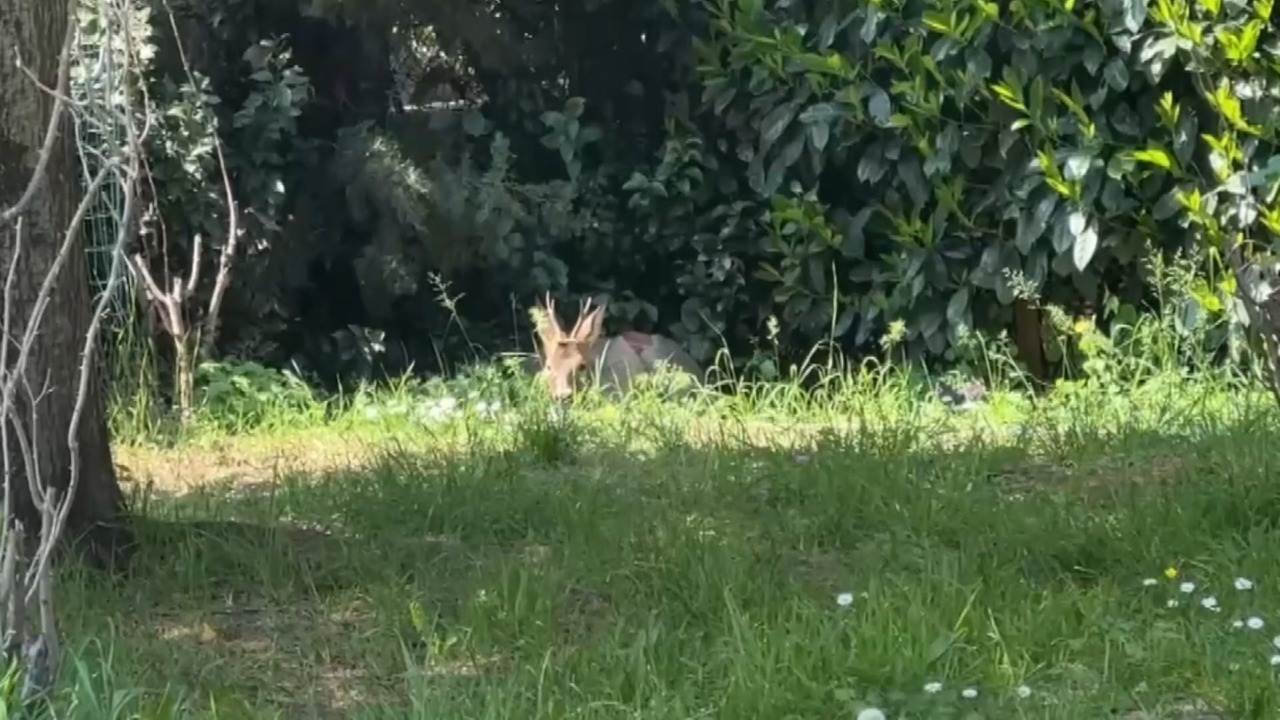 Salvato giovane capriolo che, ferito, aveva trovato riparo nei pressi del parco Lunetta Gamberini