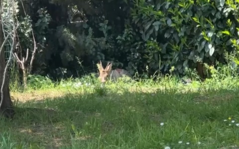 Salvato giovane capriolo che, ferito, aveva trovato riparo nei pressi del parco Lunetta Gamberini
