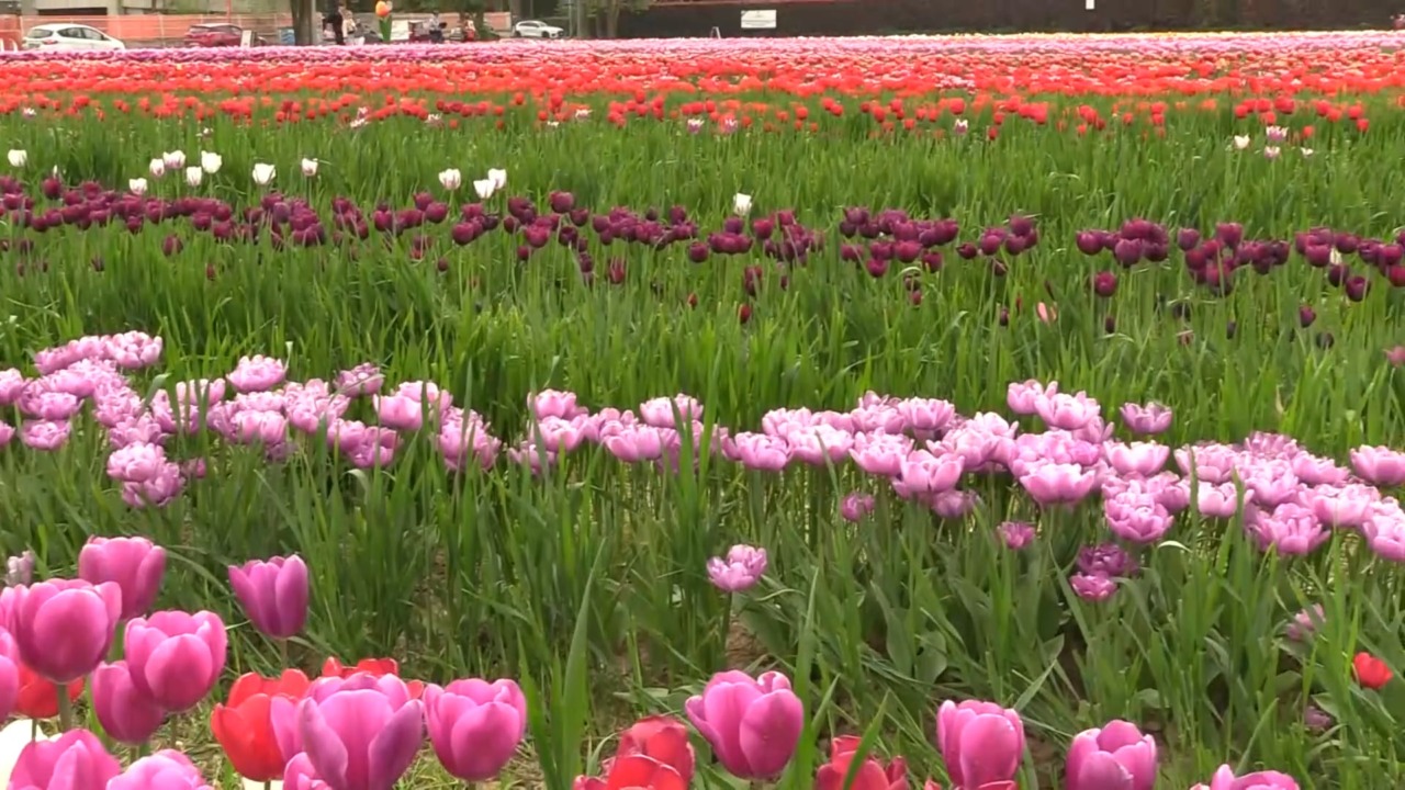 Ecco Tulipark, il giardino di tulipani che colora Bologna